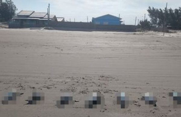 Aparecen muertos casi 600 pingüinos en playa de Brasil