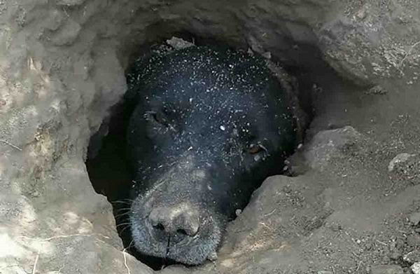 ¿Cómo llegó ahí? Lomito queda atrapado en madriguera en Hidalgo