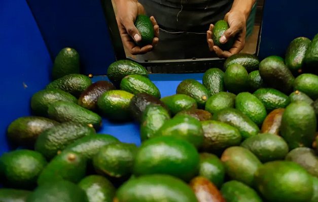 Gobierno de Michoacán desmiente la suspensión de la exportación de aguacates a EEUU