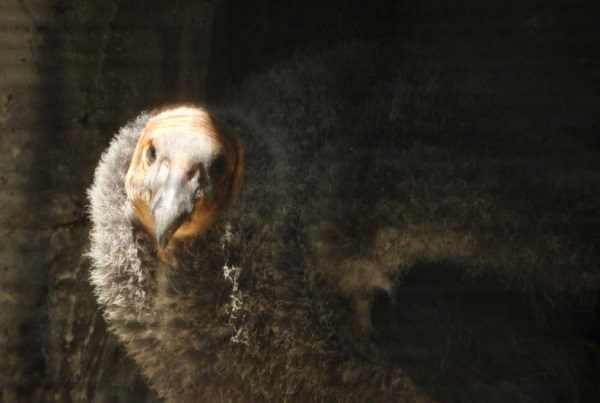 Sedema invita a elegir nombres de crías de Cóndor de California