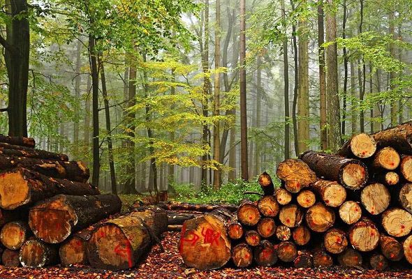 INAI ordena a FGR informar sobre aseguramiento de cargamentos ilegales de madera