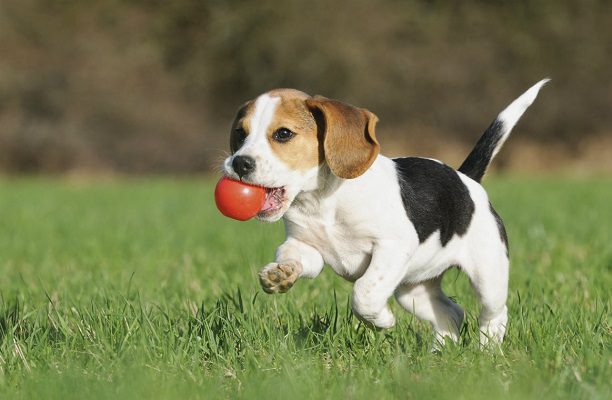 La autoridad de Salud de EU alerta que las mascotas pueden contraer la viruela del mono