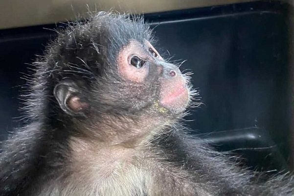 Rescatan a mono araña que se metió a una casa en Ecatepec