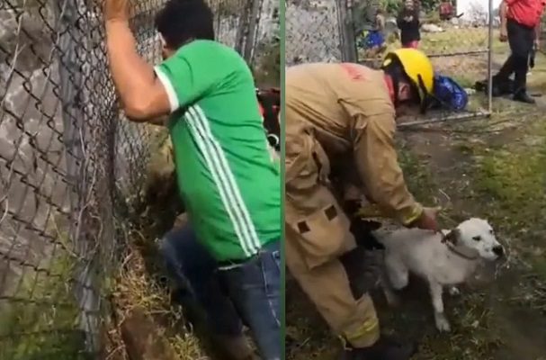 Bomberos rescatan a perrito de ser arrastrado por corriente de un canal en Zapopan #VIDEO