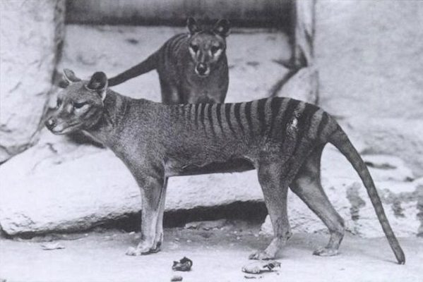 Científicos buscan "resucitar" al extinto tigre de Tasmania