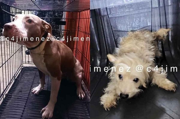 Brigada animal resguarda a los perros de Karla, acusada de matar a su mamá y tío en CDMX