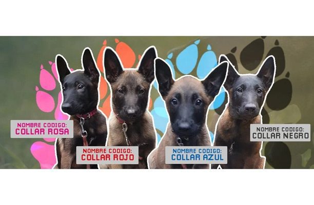 Fiscalía CDMX lanza concurso para nombrar a cachorritos que se sumarán a la PDI
