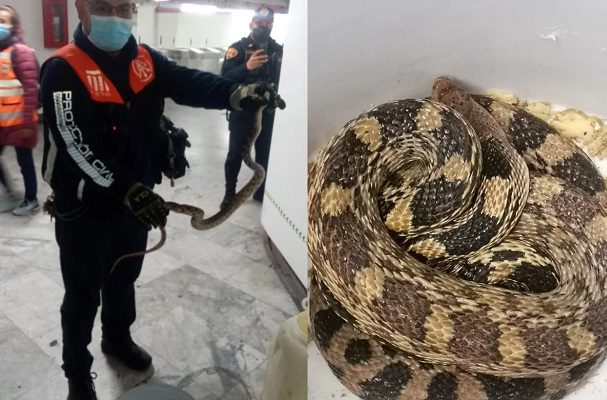 Resguardan serpiente en estación Boulevard Puerto Aéreo de la L1 del Metro