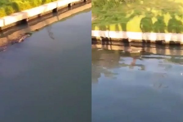 Hombre muere tras ser atacado por cocodrilo en laguna de Tampico