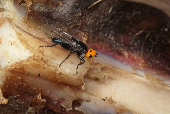 Reaparecen las 'quebrantahuesos', moscas carnívoras que se creían extintas