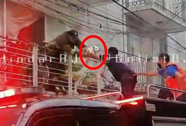 Rescatan a tres perritos atrapados en departamento de la Narvarte