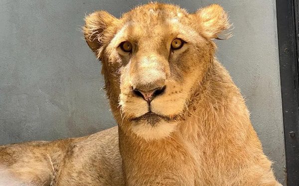 Felinos de Chapultepec rescatados de Black Jaguar recuperan peso