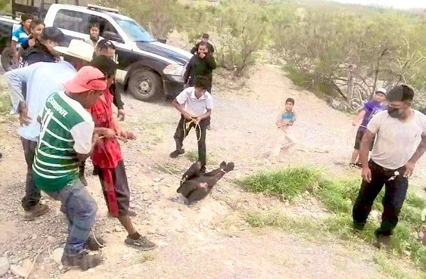 Pobladores cazan y matan a osito en colonia de Coahuila; la Profepa ya investiga