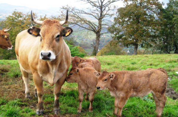 Por ley, mataderos en España deberán tener cámaras de vigilancia para evitar maltrato animal