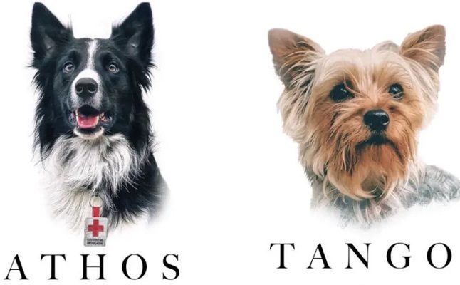 Declaran culpable en Querétaro al asesino de los perritos Athos y Tango