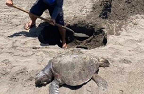 Aparecen más de 250 tortugas muertas en una playa de Chiapas