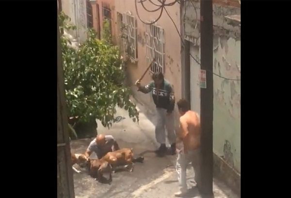Perros pitbull atacan a otro can y a su dueño en calles de la Miguel Hidalgo