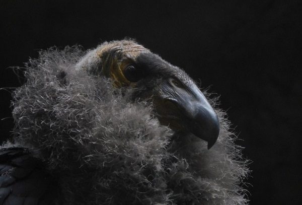 Nacen dos polluelos de Cóndor de California en el Zoológico de Chapultepec