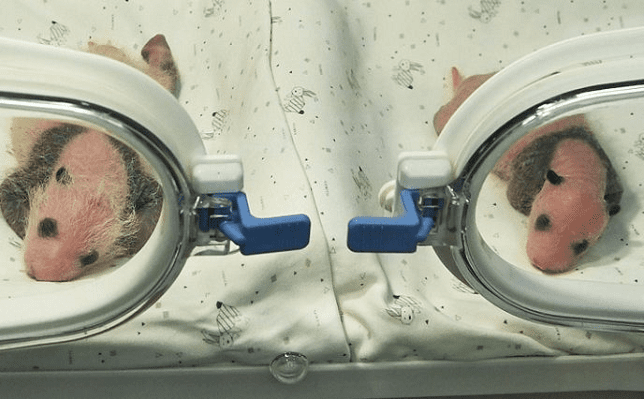 Nacen 2 pandas gigantes en centro de crías de China #VIDEO