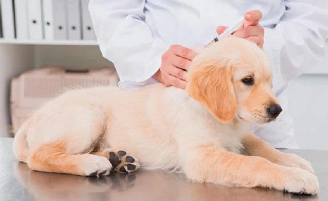 Prueban con éxito una nueva vacuna contra el Covid-19 para animales