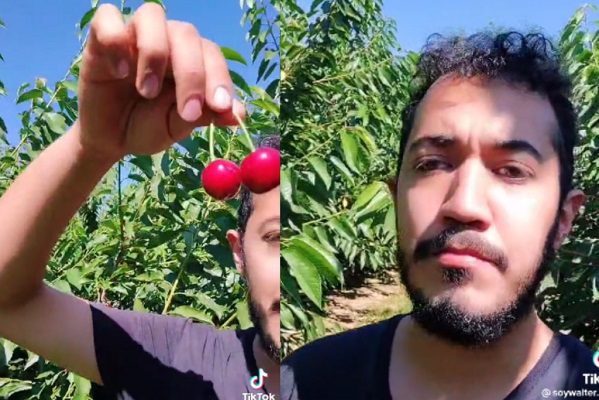 Mexicano presume que vive muy bien recolectando cerezas en Canadá #VIDEO