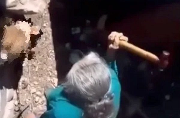 Acusan a adulta mayor de matar a lomito a martillazos en Querétaro