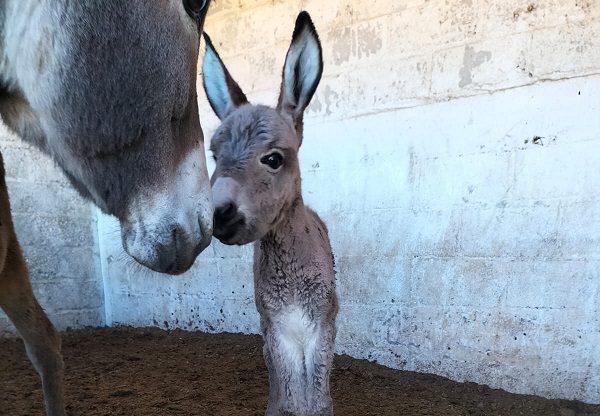 Invitan a ponerle nombre a nueva burrita en 'Burrolandia', parque temático en Edomex