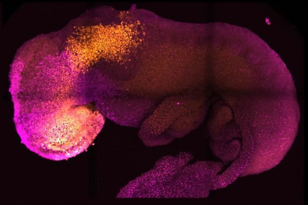 Científicos crean embrión de ratón con cerebro y corazón funcional