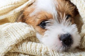Día Internacional del Perro: por qué se celebra y los beneficios de los lomitos