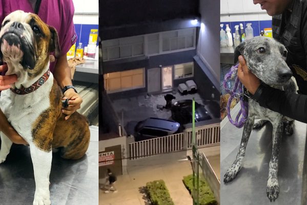 Rescatan en CDMX a dos perritos después de que dueño fuera exhibido golpeándolos