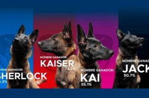 La Fiscalía de CDMX presenta a sus 4 nuevos binomios caninos