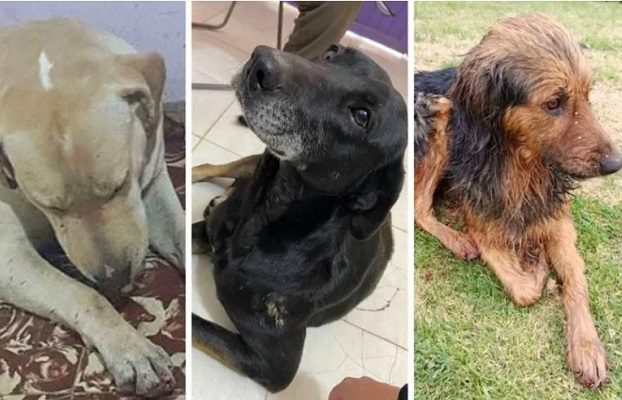 Buscan a “el psicópata de los perros”, persona que mutila a perros en un canal