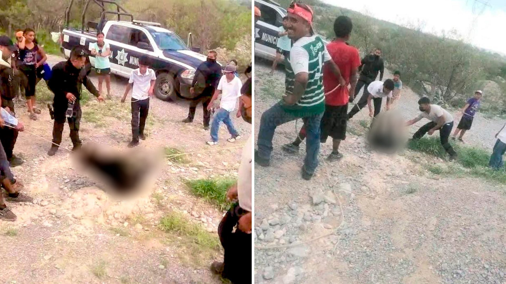 Asesinan a cachorro de oso en Coahuila