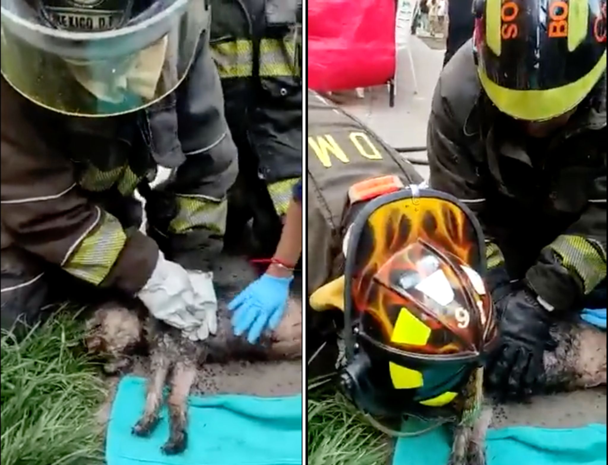 Bomberos reaniman a ‘lomito’ inconsciente tras un incendio en Iztapalapa