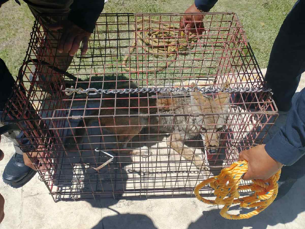 Cachorro de coyote deambulando en escuela de Edomex