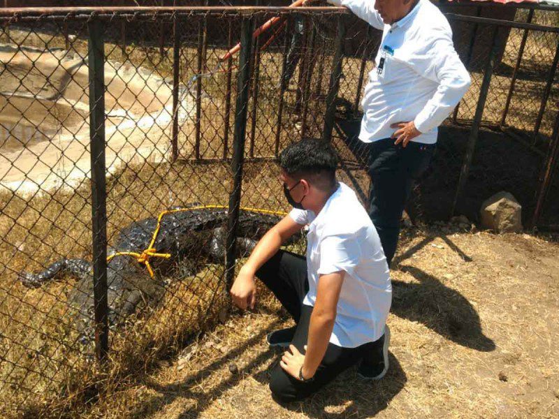 Cocodrilo que atacó a un hombre en una laguna de Tampico ya está en un zoológico