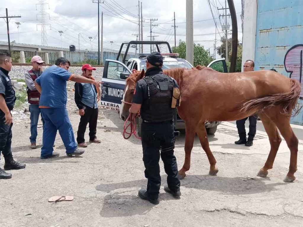 Detienen a carretoneros por maltratar caballos y tirar basura en Ecatepec