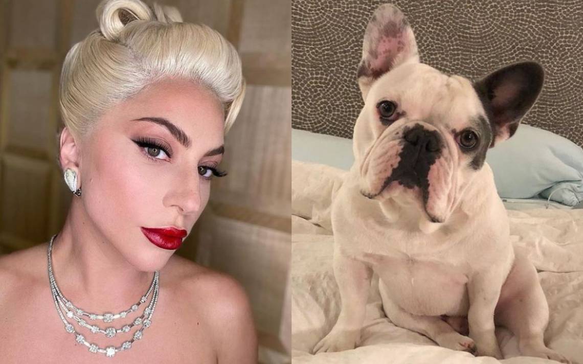Los perritos de Lady Gaga
