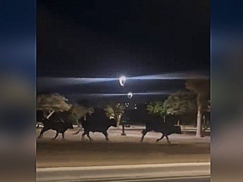 Manada de toros corriendo en las calles de NL
