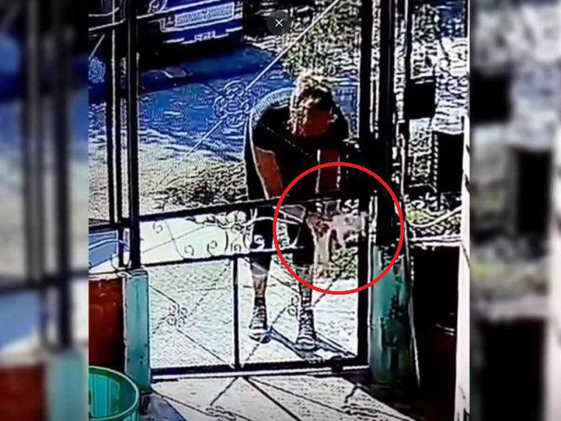 Mujer intenta robarse a un perrito chihuahua de una casa