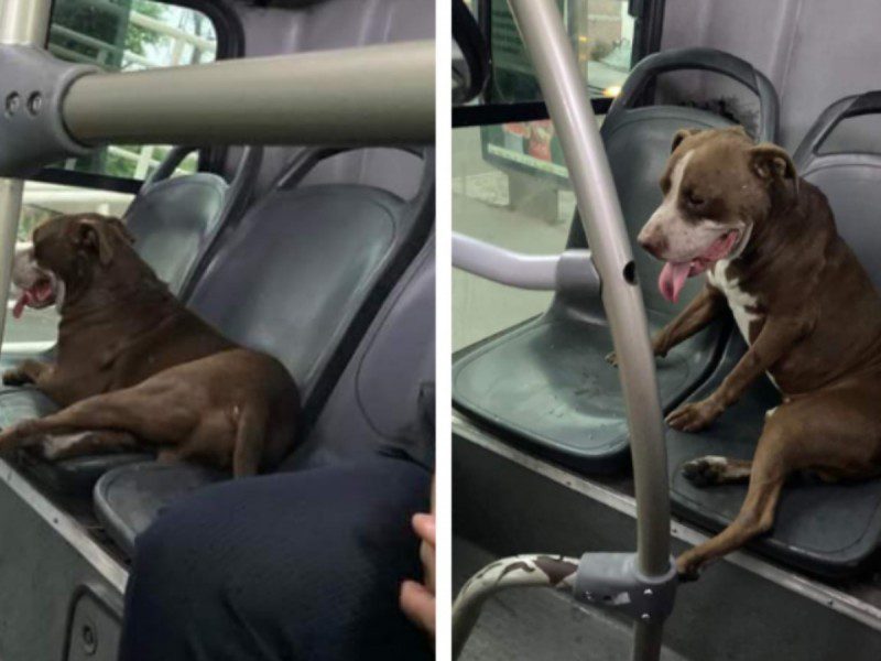 Perrito pasea en Monterrey en los ‘asientos VIP’ de un camión