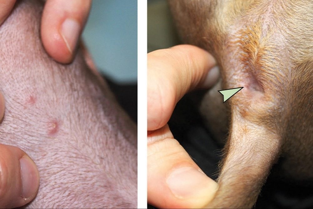 Perro contagiado de viruela del mono por sus dueños