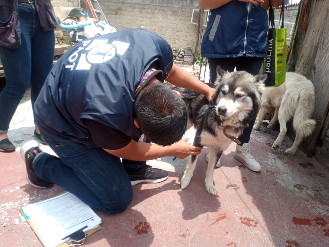 Rescatan a perritos en la azotea de una casa en la CDMX