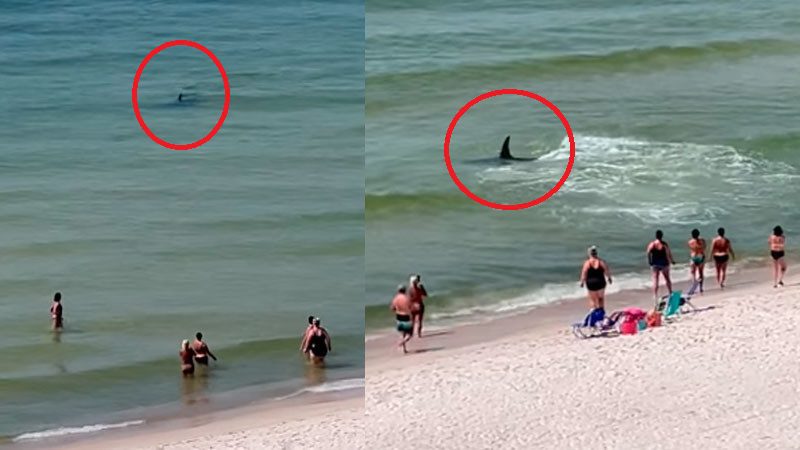 Tiburón y mantarraya se pelean en la playa