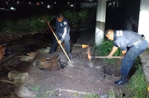 Rescatan caballo atascado en una coladera en Querétaro #VIDEO