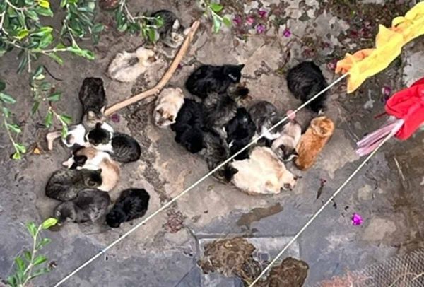 Alcaldía Tlalpan atiende caso de 80 gatitos que viven en condiciones deplorables
