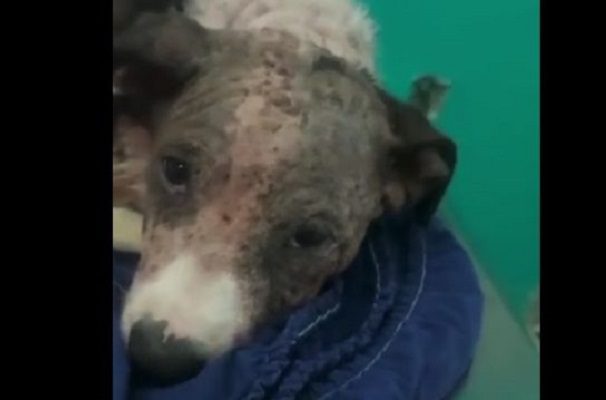Muere 'Nachito', perro que habría sido apedreado porque "estaba embrujado"