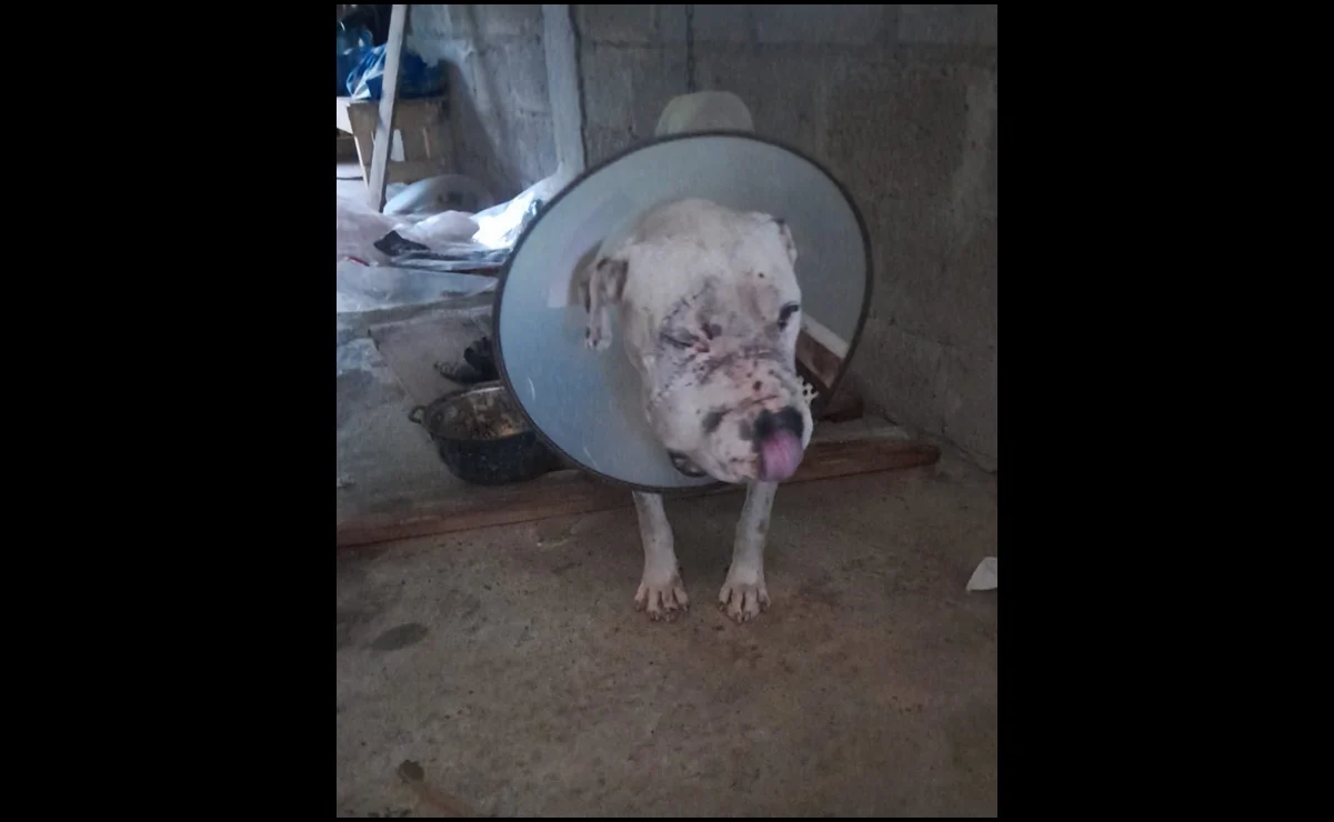 Pobladores se unen para ayudar a 'Rusti', perrito atacado a machetazos en Veracruz