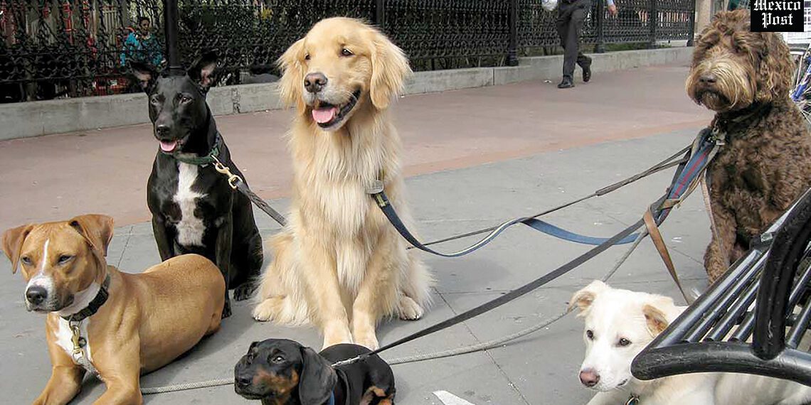 Patitas que nutren: el primer festival para 'lomitos' en la CDMX