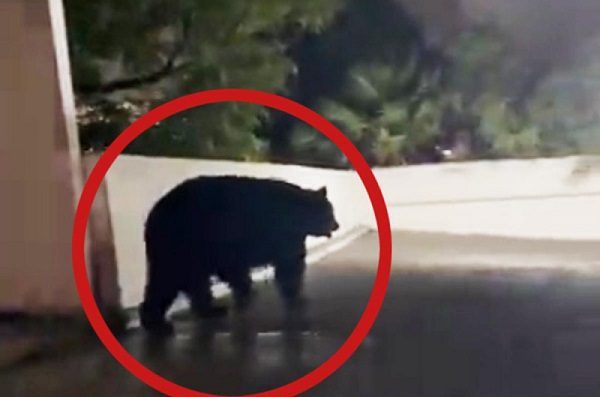Captan a oso negro paseando por calles de Monterrey tras intensas lluvias #VIDEO
